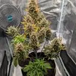 Sour Jealousy Auto - Fast Buds