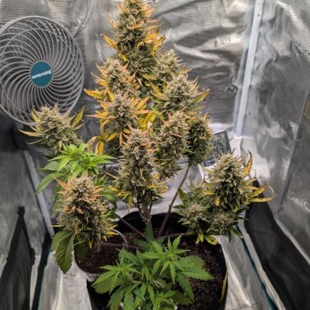 Sour Jealousy Auto - Fast Buds