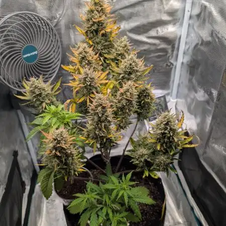 Sour Jealousy Auto - Fast Buds