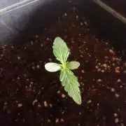 Tropicanna Cookies XXL Auto