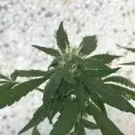Sativa love - Haze