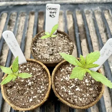 Gelato Mint - 00Seeds