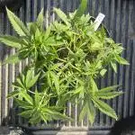 Gelato Mint - 00Seeds