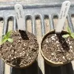 Gorilla Zkittlez - Philosopher Seeds