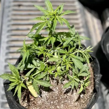 Gorilla Glue Auto - Philosopher Seeds