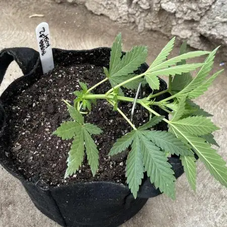 Bubba Kush - Barney’s Farm