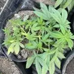 Gorilla Zkittlez - Philosopher Seeds