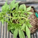 Auto Bruce Banner XXL - Advanced Seeds