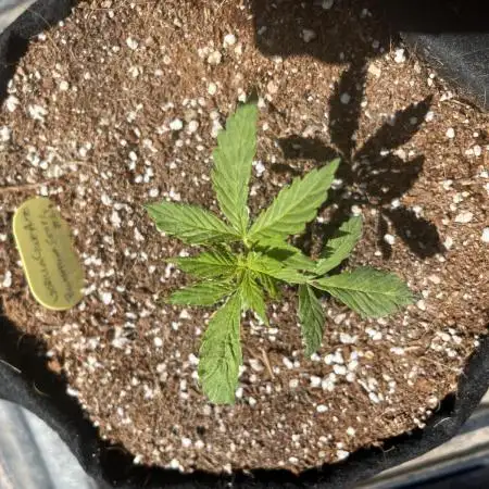Gorilla Glue Auto - Philosopher Seeds
