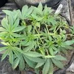 Purple Kush - Kannabia Seeds