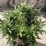 Auto Bruce Banner XXL - Advanced Seeds