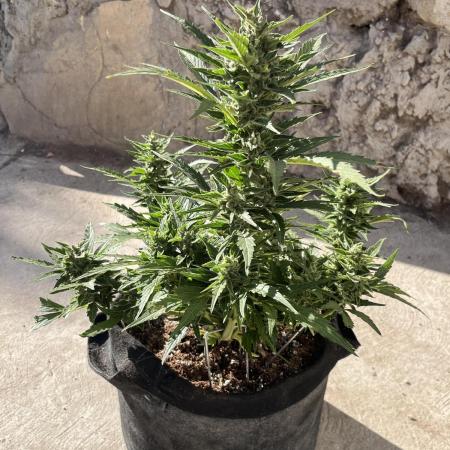 Gorilla Glue Auto - Philosopher Seeds