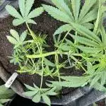 O.M.G. - Ripper Seeds