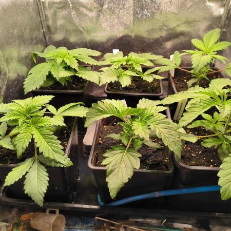 dognabis #15 Dognabiscup Permanent Maker