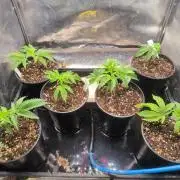 Colorado Nightshifter #11