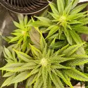 dognabis #15 Dognabiscup Permanent Maker