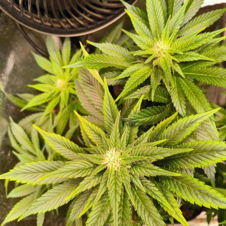 dognabis #15 Dognabiscup Permanent Maker