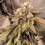 CreamyClouds