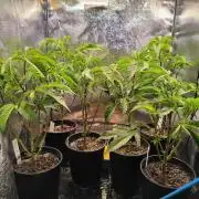 Colorado Nightshifter #11