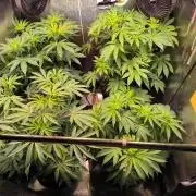 3 schöne strains