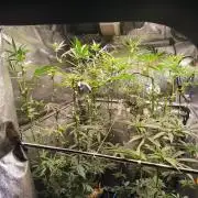 3 schöne strains