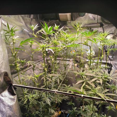 3 schöne strains