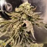 CreamyClouds
