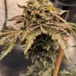 CreamyClouds