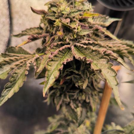 CreamyClouds