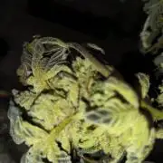 dognabis #15 Dognabiscup Permanent Maker