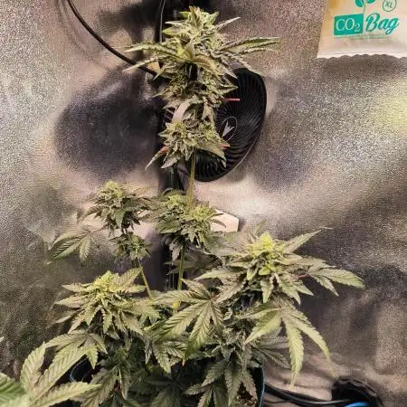 CreamyClouds