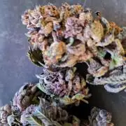 Colorado Nightshifter #11