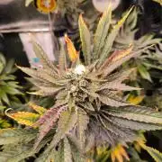 dognabis #15 Dognabiscup Permanent Maker