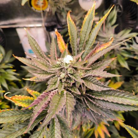 dognabis #15 Dognabiscup Permanent Maker