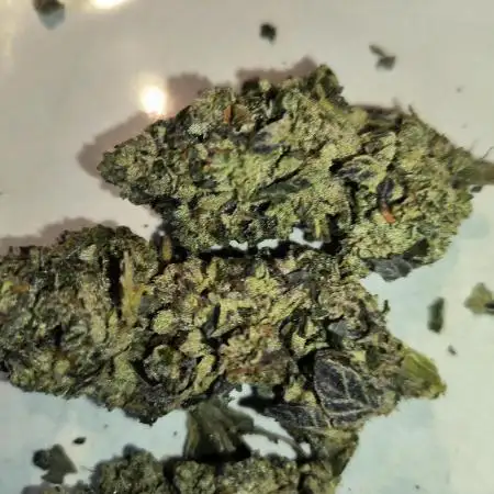 dognabis #15 Dognabiscup Permanent Maker