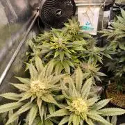 dognabis #15 Dognabiscup Permanent Maker