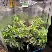 Colorado Nightshifter #11