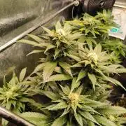 dognabis #15 Dognabiscup Permanent Maker