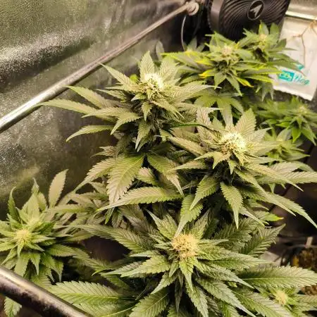 dognabis #15 Dognabiscup Permanent Maker