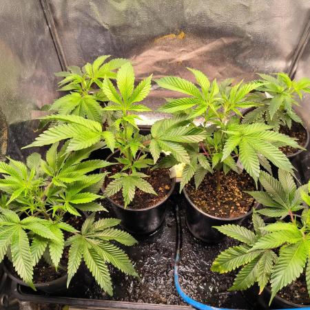 Colorado Nightshifter #11