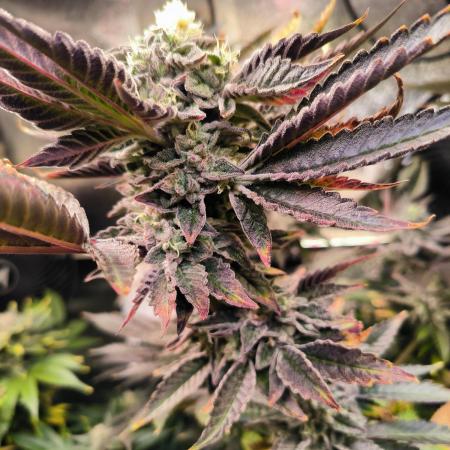 dognabis #15 Dognabiscup Permanent Maker