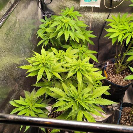 dognabis #15 Dognabiscup Permanent Maker