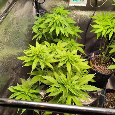 dognabis #15 Dognabiscup Permanent Maker