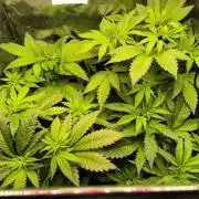 dognabis #15 Dognabiscup Permanent Maker