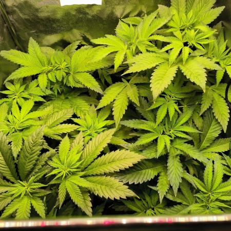 dognabis #15 Dognabiscup Permanent Maker