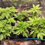 dognabis #15 Dognabiscup Permanent Maker