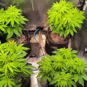 3 schöne strains