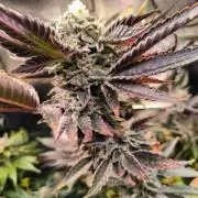 dognabis #15 Dognabiscup Permanent Maker