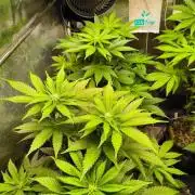 dognabis #15 Dognabiscup Permanent Maker