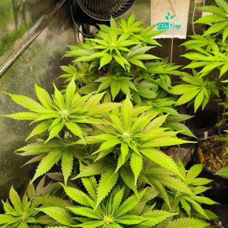 dognabis #15 Dognabiscup Permanent Maker